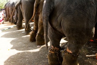 elephants_chain2