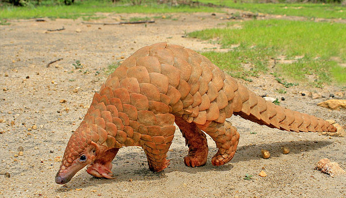 pangolin