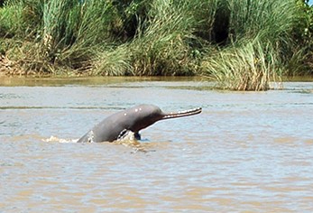 Where Fish Climb Trees: Endangered Wildlife of the Sundarbans – On Life ...