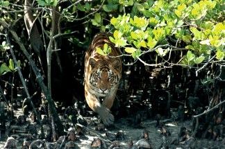 sundarbans2
