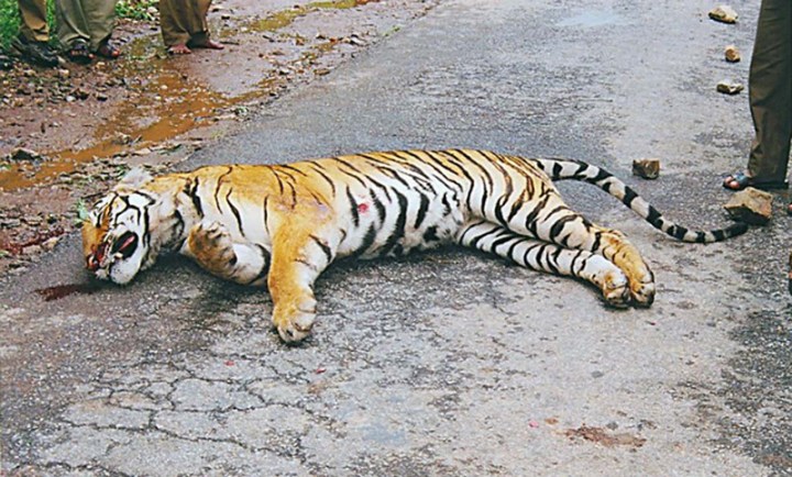 roadkill3_consindia