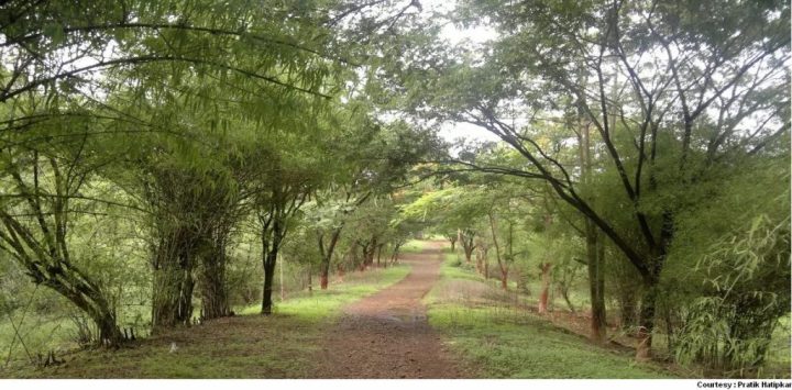 aarey1