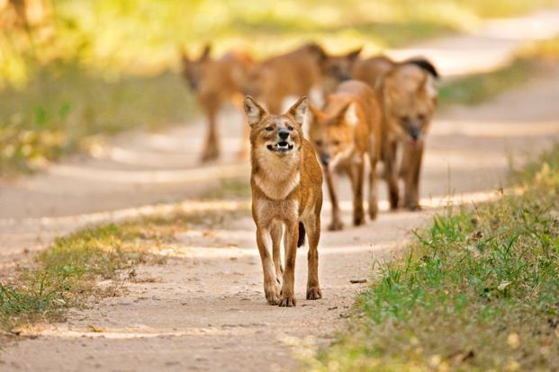 Dhole-Kanha 1-ktFE--621x414@LiveMint