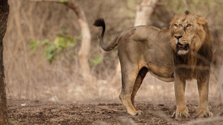 asiaticlion