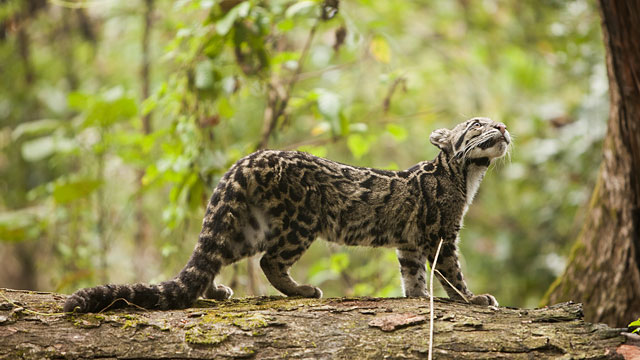 cloudedleopard_bci