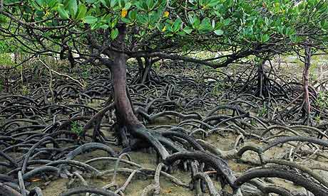 mumbai-mangroves2