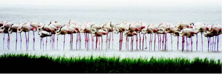 mumbai-mangroves3_TOI