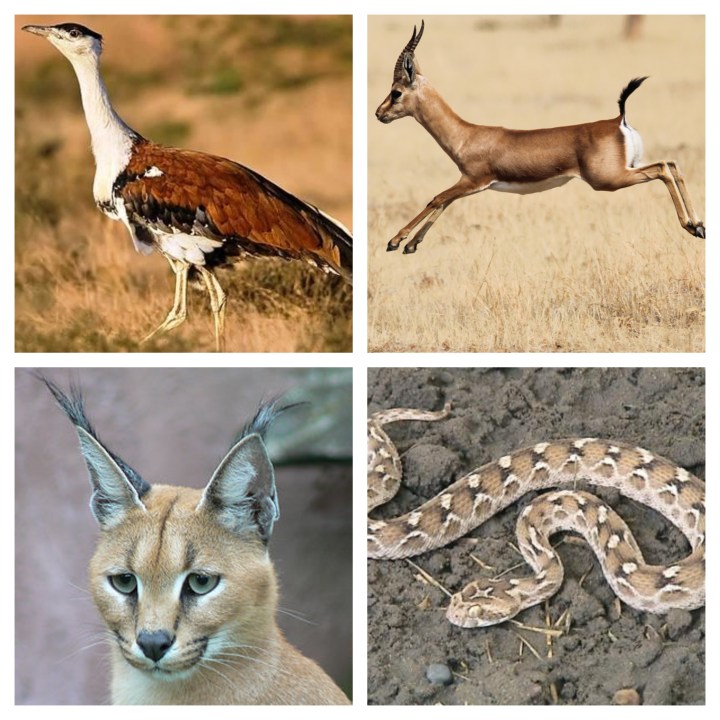 desert_fauna_India