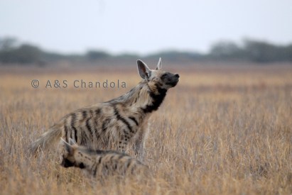 _DSC0084 hyaena female and pupcopy