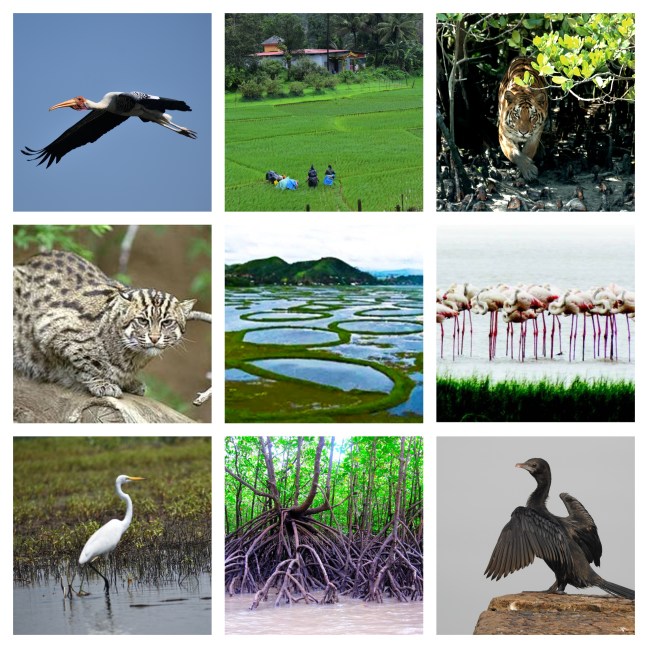 biodiversity_wetlands